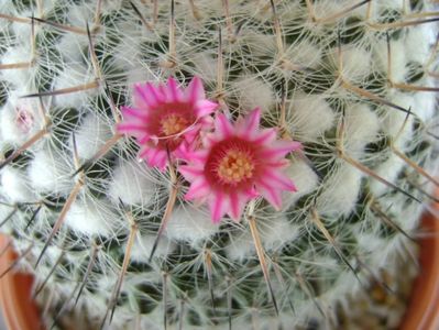 Mammillaria formosa ssp. chionocephala