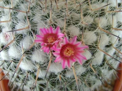 Mammillaria formosa ssp. chionocephala