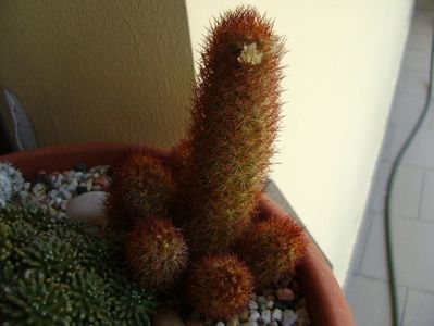 Mammillaria elongata cv. Kopper King