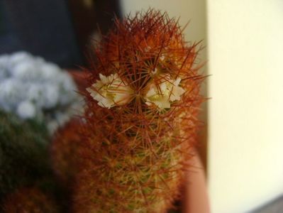 Mammillaria elongata cv. Kopper King