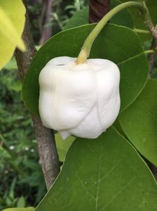 Magnolie de vara