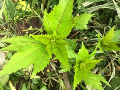 Hibiscus moscheutus