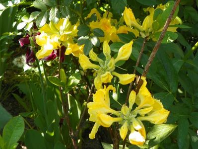 azalea Golden Sunset