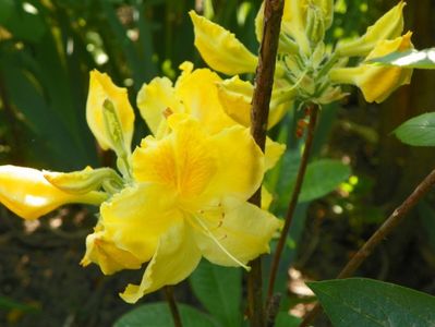 azalea Golden Sunset