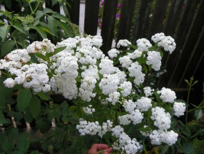 spiraea cantoniensis Lanceata