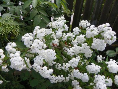 spiraea cantoniensis Lanceata