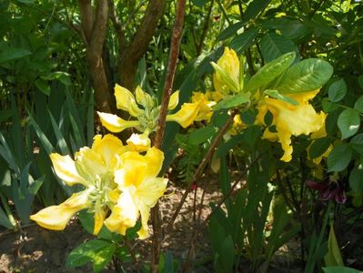 azalea Golden Sunset