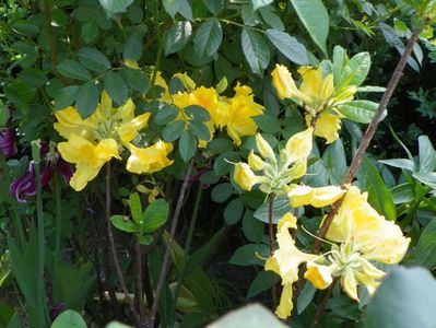 azalea Golden Sunset