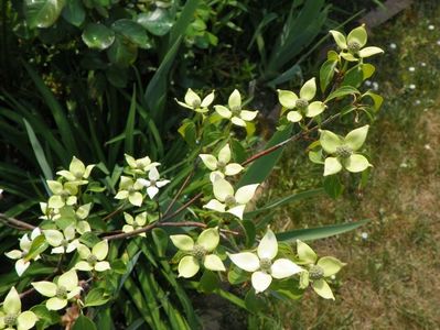 cornus kousa Milky Way