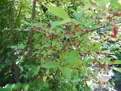 prunus kurilensis Ruby