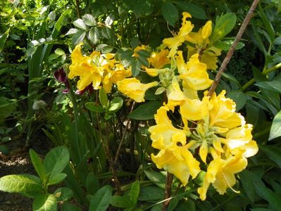 azalea Golden Sunset