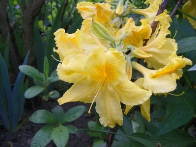 azalea Golden Sunset