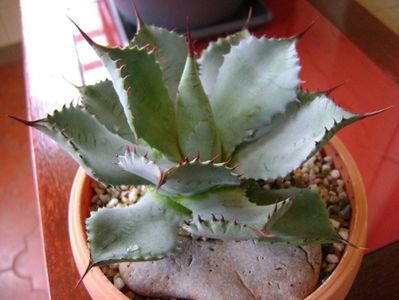 Agave guadalajarana f. minor