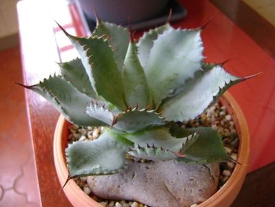 Agave guadalajarana f. minor