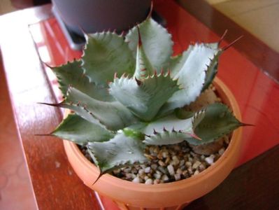 Agave guadalajarana f. minor