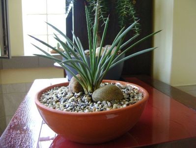 Agave stricta nana "Blue form"