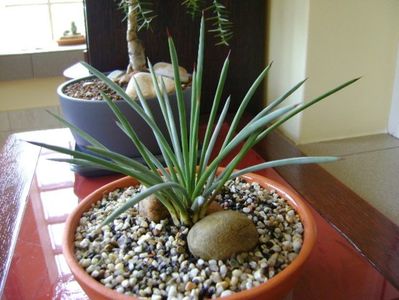 Agave stricta nana "Blue form"