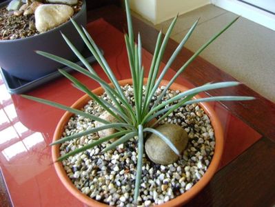 Agave stricta nana "Blue form"