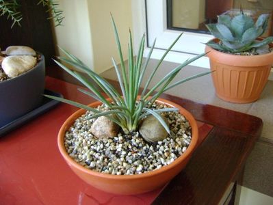 Agave stricta nana "Blue form"