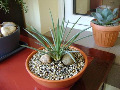 Agave stricta nana "Blue form"