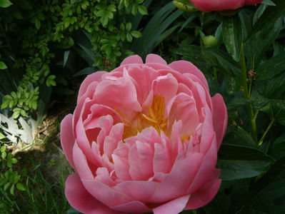 Pink Hawaiian Coral