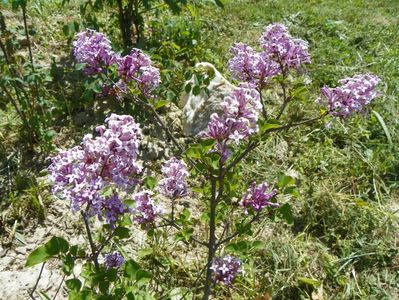 syringa Palibin