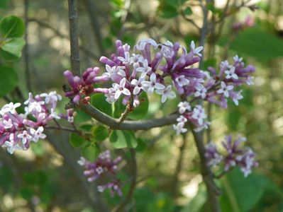 syringa Palibin