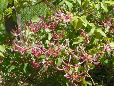 lonicera belgica