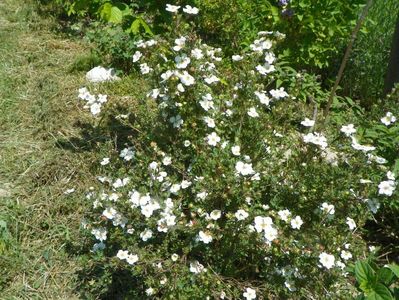 potentilla fruticosa Abbotswood