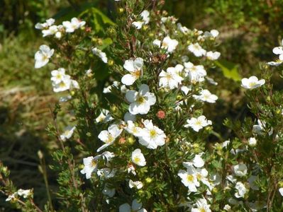 potentilla fruticosa Abbotswood