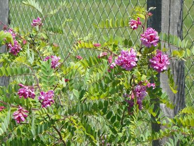 robinia hispida