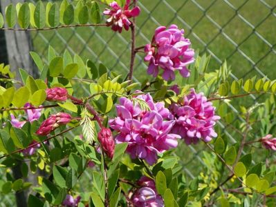 robinia hispida