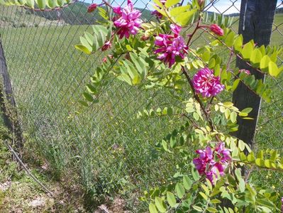 robinia hispida