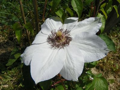 clematis Miss Bateman