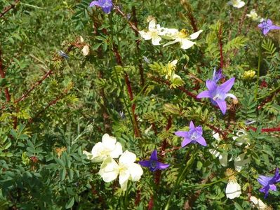 rosa hugonis si campanula patula