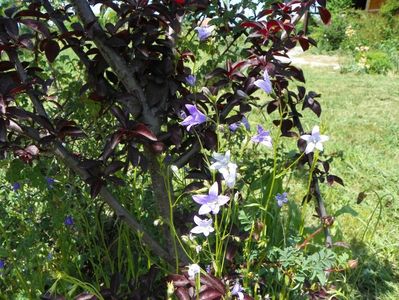 campanula patula