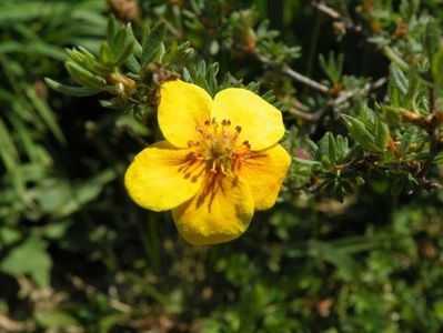 potentilla fruticosa Mango Tango