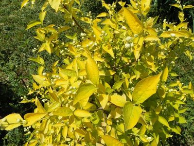 philadelphus aureus