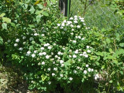 spiraea betulifolia Tor