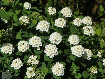 spiraea betulifolia Tor