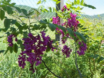 robinia Casque Rouge