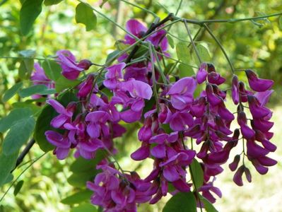 robinia Casque Rouge