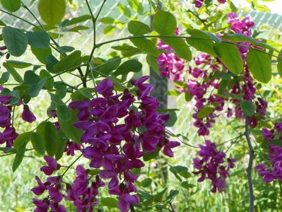 robinia Casque Rouge