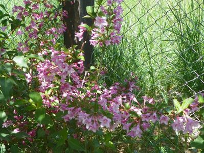 weigela Pink Princess