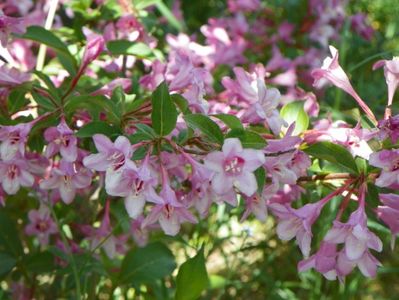 weigela Pink Princess