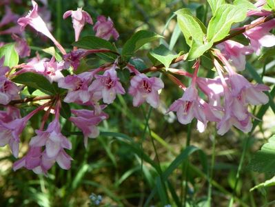 weigela Pink Princess