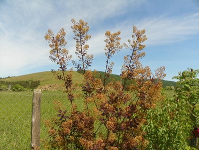 cotinus coggyria Royal Purple