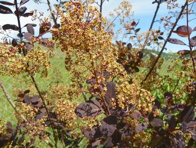 cotinus coggyria Royal Purple