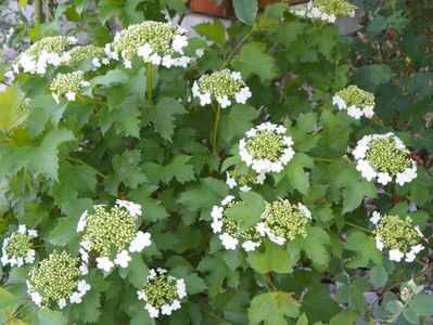 viburnum opulus Compactum