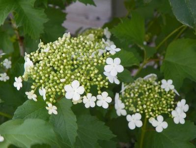 viburnum opulus Compactum